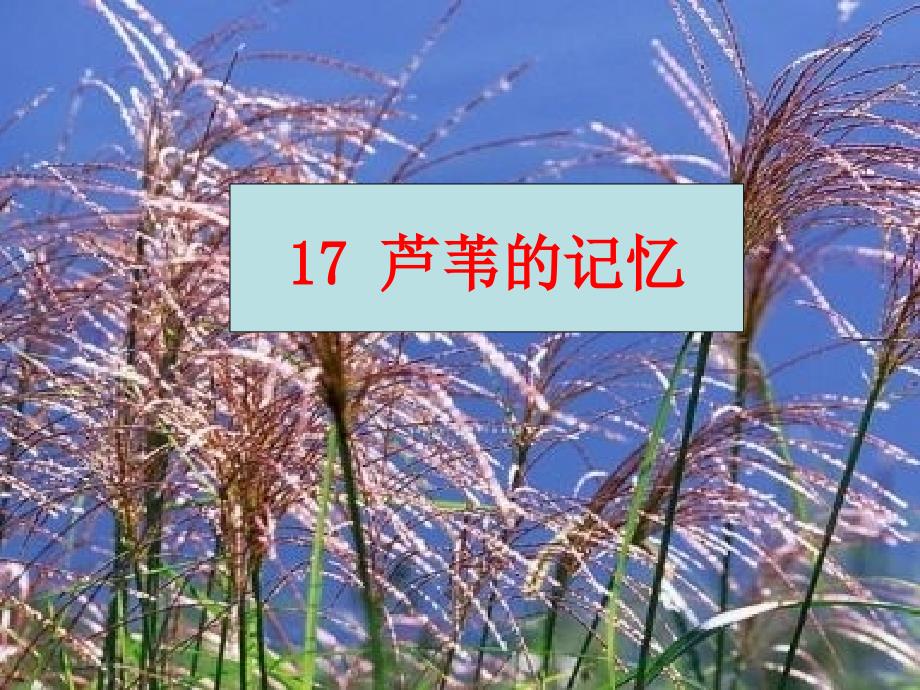 部编鄂教版三年级语文上17芦苇的记忆教学ppt课件_第1页