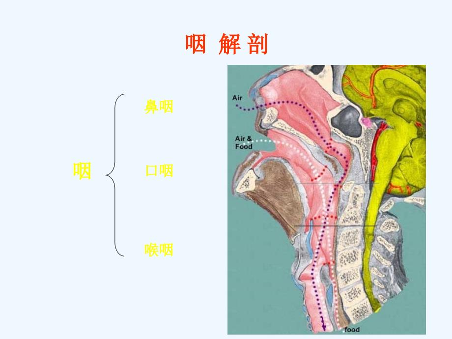 咽解剖咽炎扁桃体炎课件_第1页