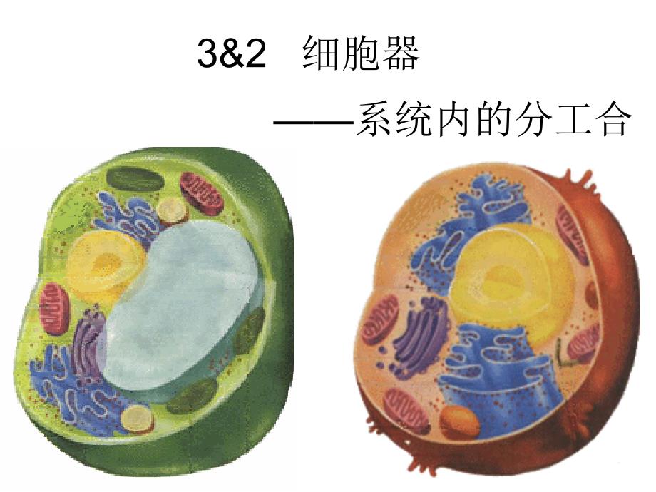 甘肃省某中学人教版高一生物必修1ppt课件32细胞器系统内的分工合作_第1页