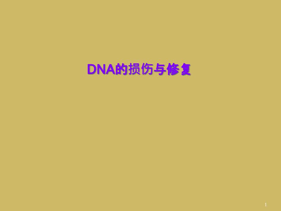 DNA的损伤与修复课件_第1页