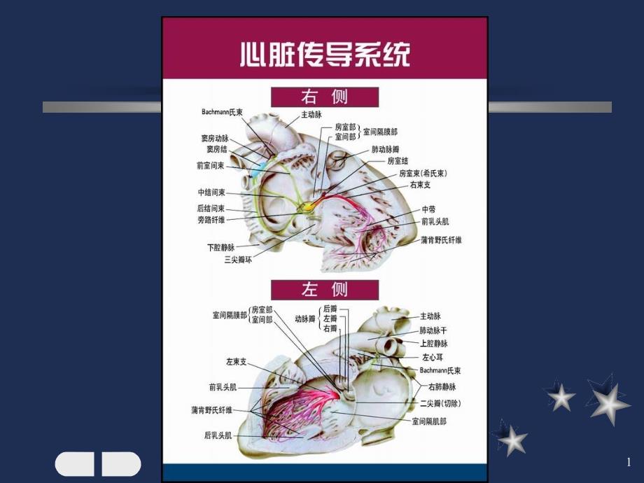 窦性心律失常--课件_第1页