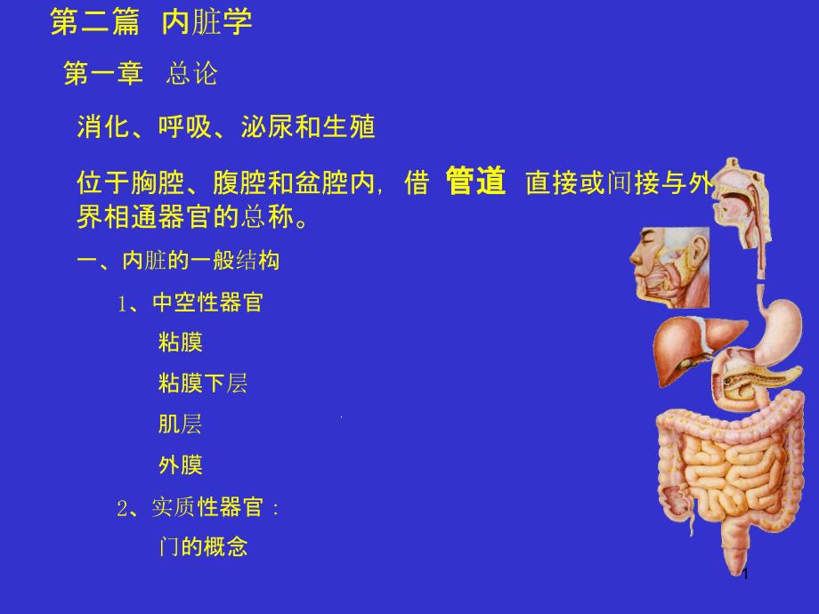 消化系统人体结构学课堂课件_第1页