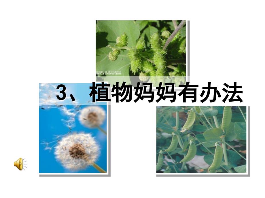 植物妈妈有办法课件课件_第1页