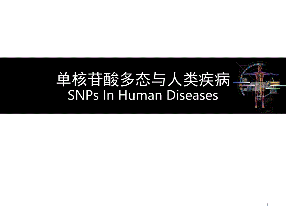 SNP与人类疾病-ppt课件_第1页