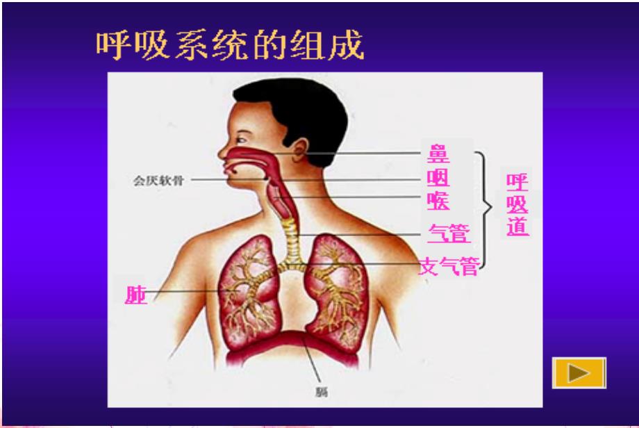 发生在肺内的气体交换1PPT_第1页