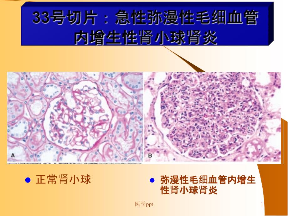 病理学实验考课件_第1页