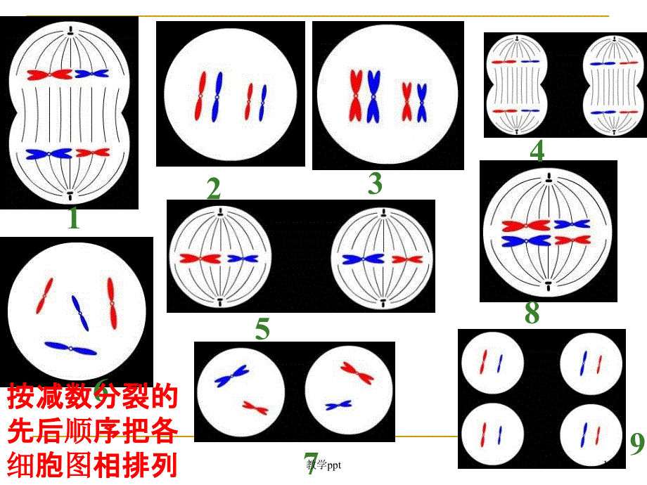 人教版教学ppt课件基因和染色体的关系减数分裂和受精作用_第1页