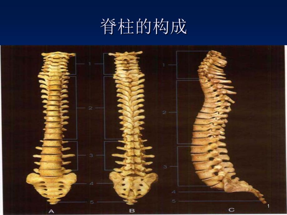 骨科脊髓损伤修复研究进展PPT完美课课件_第1页