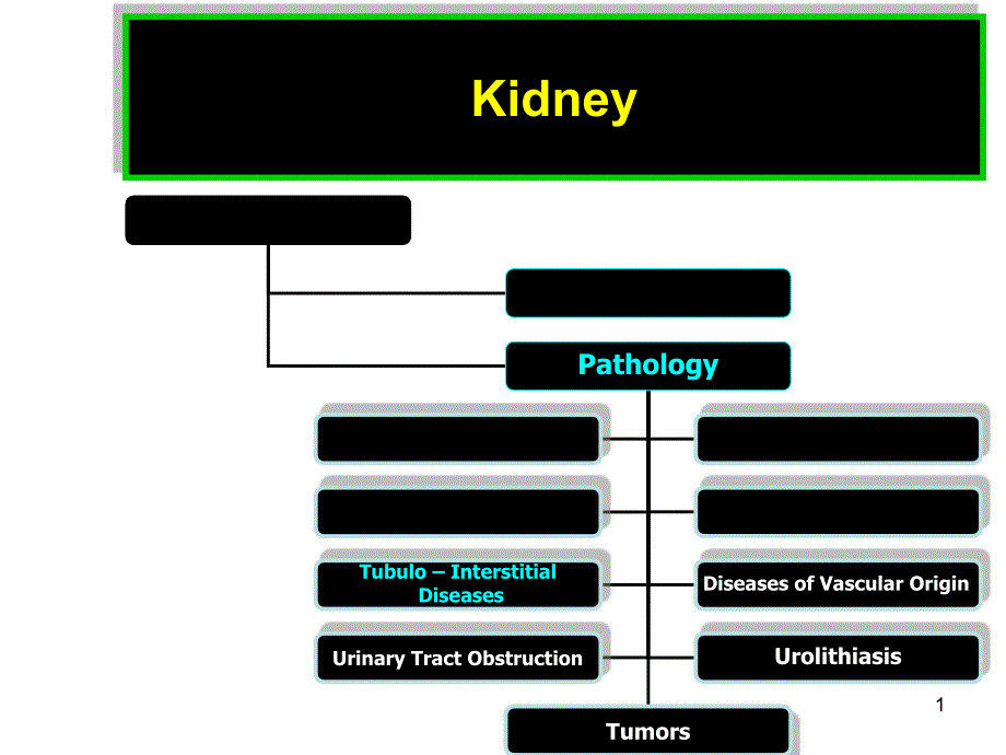 【高血压英文课件】Kidney_第1页