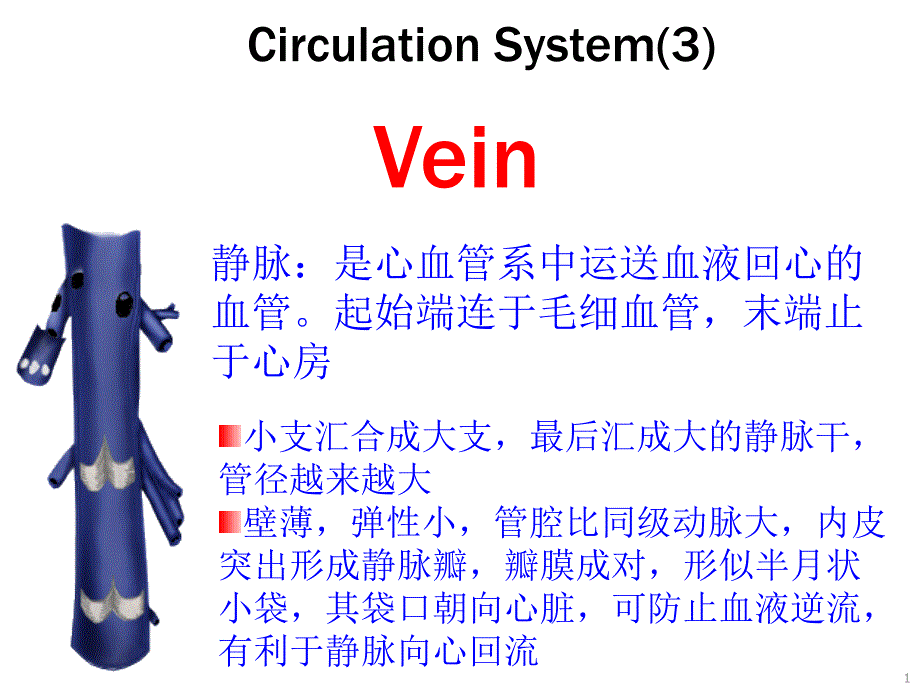 静脉：是心血管系中运送血液回心的血管课件_第1页