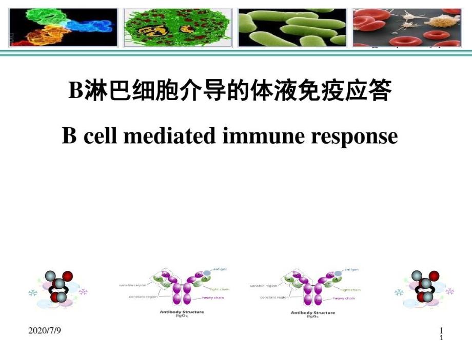 免疫学B细胞介导的体液免疫应答课件_第1页