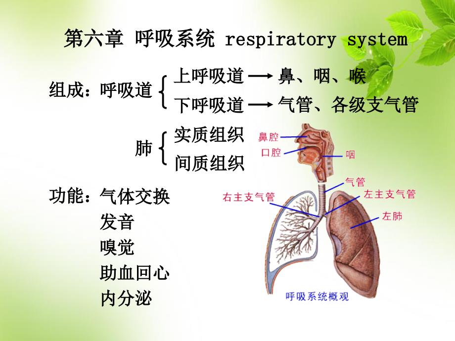 呼吸道肺大体结构课件_第1页