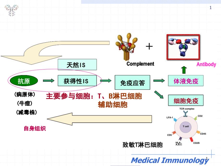 医学免疫学：细胞因子课件_第1页