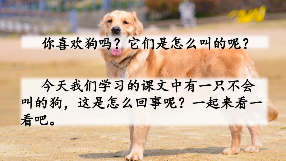 不会叫的狗教学课件_第1页