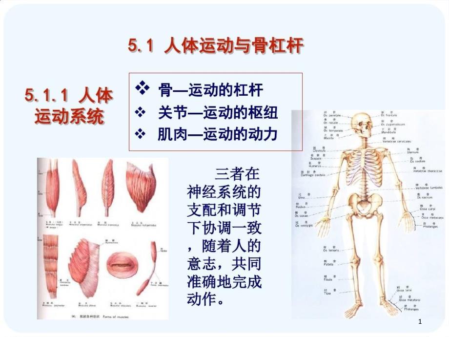 骨科人体生物力学与施力特征分析课件_第1页