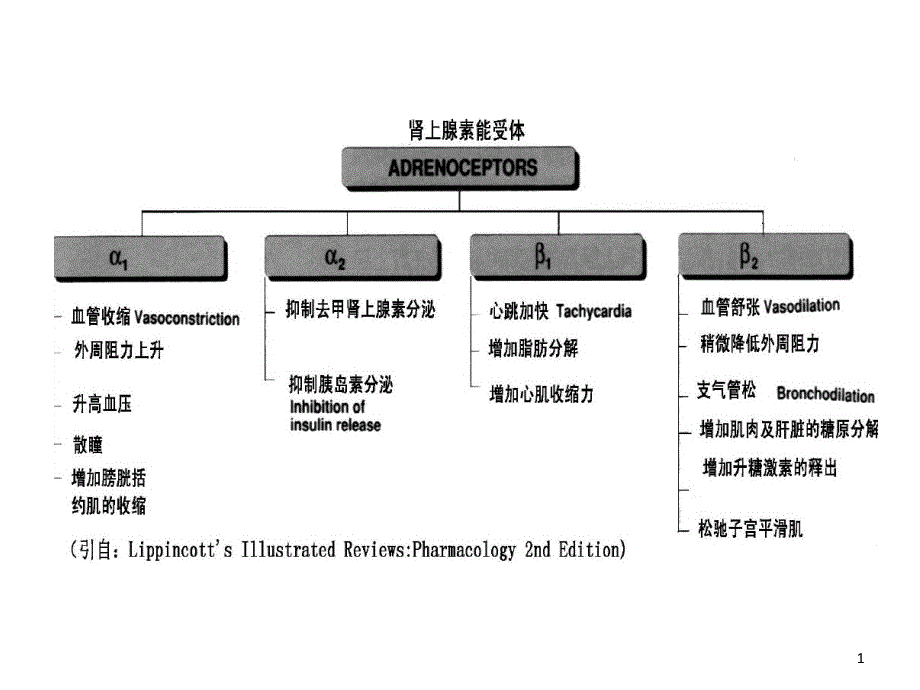 肾上腺素受体激动药药理作用及临床应用课件_第1页