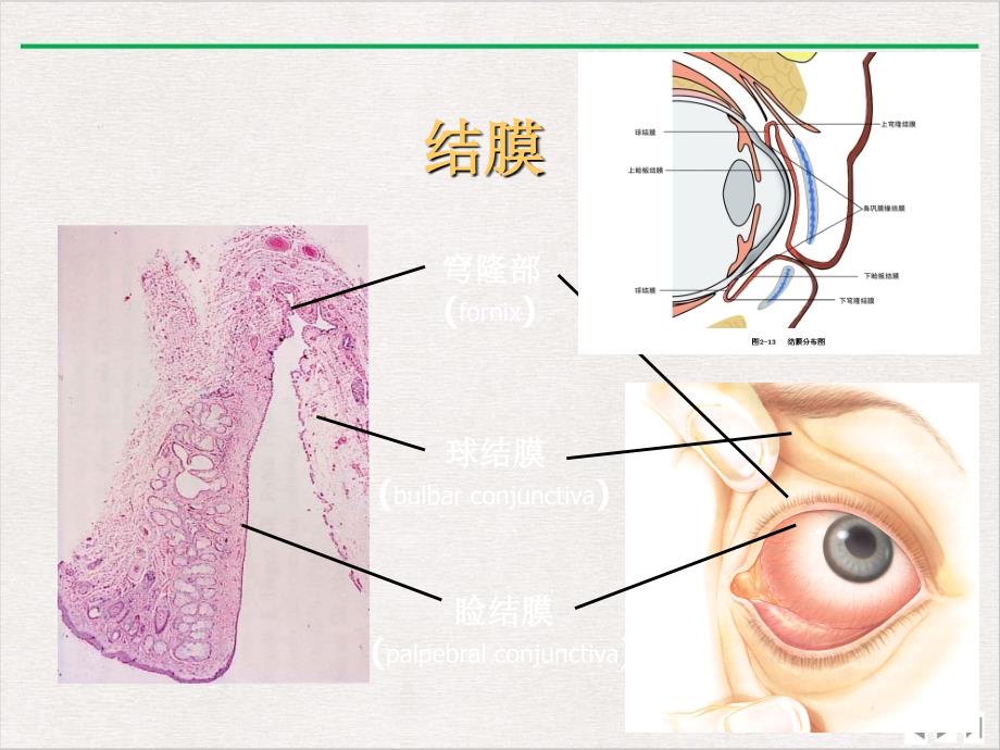 结膜病清晰ppt课件完整版_第1页