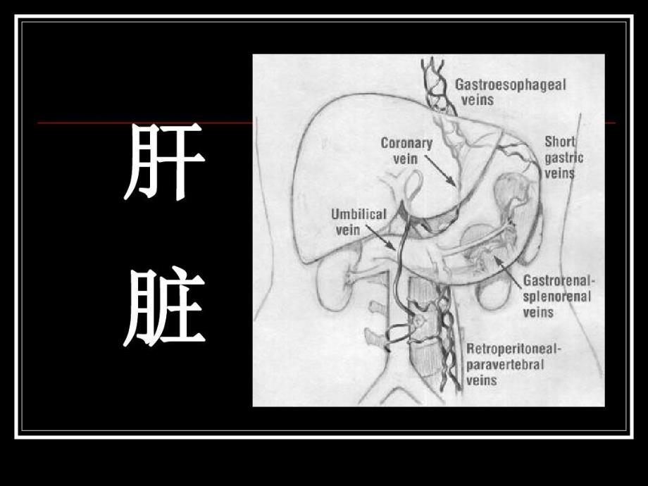 肝胆疾病影像诊断课件_第1页