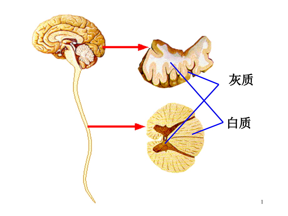 人脑的结构与功能课件_第1页