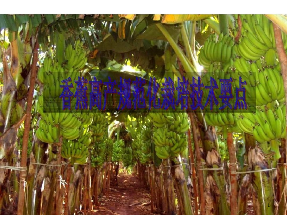 香蕉高产规模化栽培技术课件_第1页