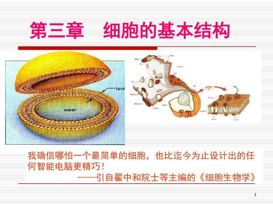 细胞膜系统的边界公开课课件_第1页