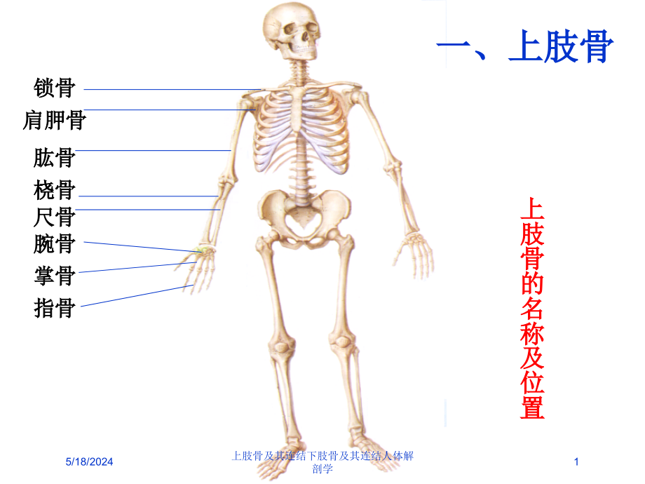 上肢骨及其连结下肢骨及其连结人体解剖学培训课件_第1页