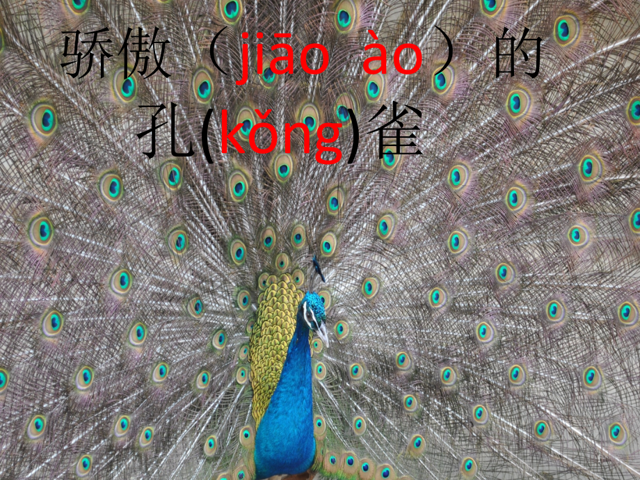 藏族地区汉语教材四年级13骄傲的孔雀精编版课件_第1页