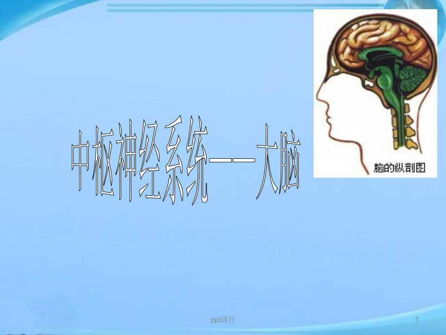中枢神经系统--大脑解剖结构--课件_第1页