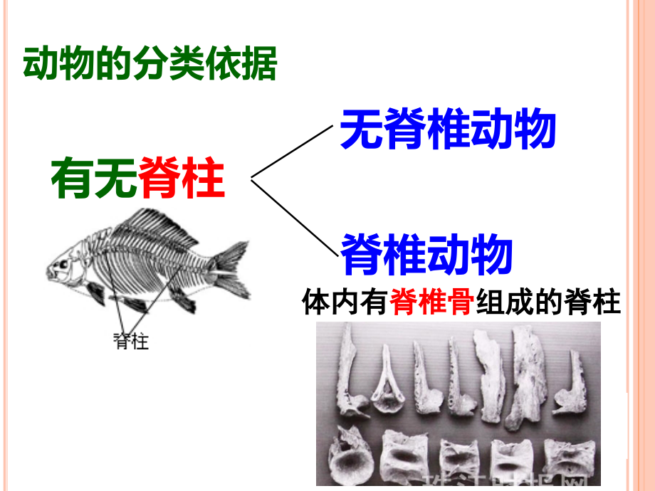 中考生物专题复习《无脊椎动物》课件_第1页