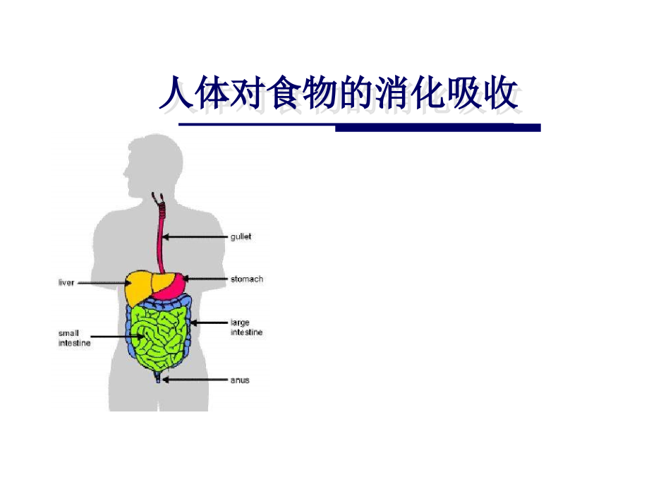 蘇科版上《人體對食物的消化和吸收》課件_第1頁