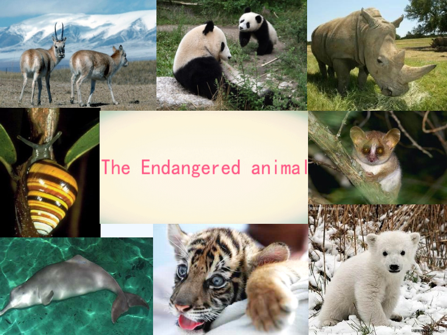 濒临灭绝动物英语演示文稿课件_第1页