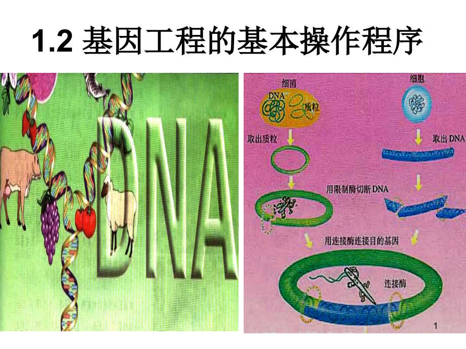 人教版教学基因工程基本操作程序-课件_第1页