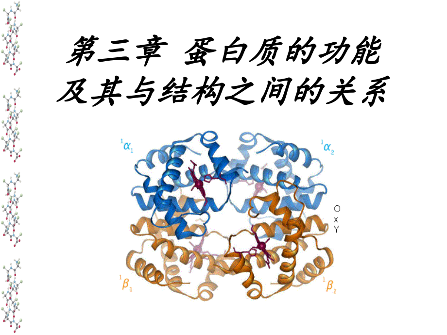 蛋白质的功能及其与结构之间的关系_第1页