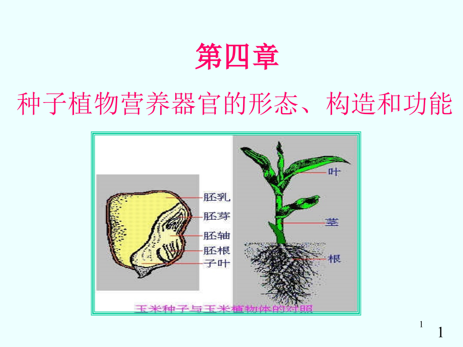 三双子叶植物根的次生生长和次生结构课件_第1页