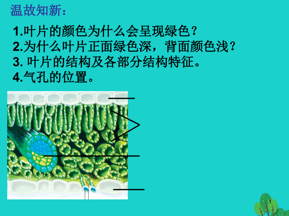 七年级生物上册2.1.3绿色植物的光合作用ppt课件济南版_第1页