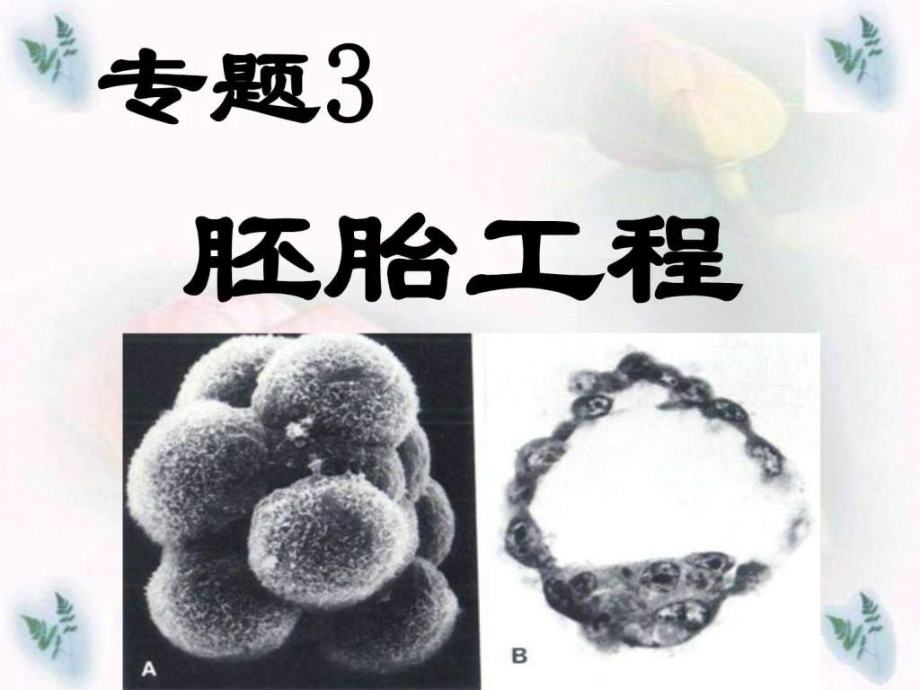 专题31-体内受精和早期胚胎发育-教学课件_第1页