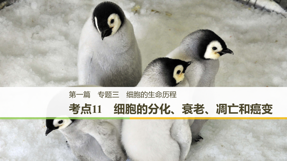 高考生物二轮复习专题三考点11细胞的分化、衰老、凋亡和癌变名师公开课市级获奖ppt课件(江苏专用)_第1页