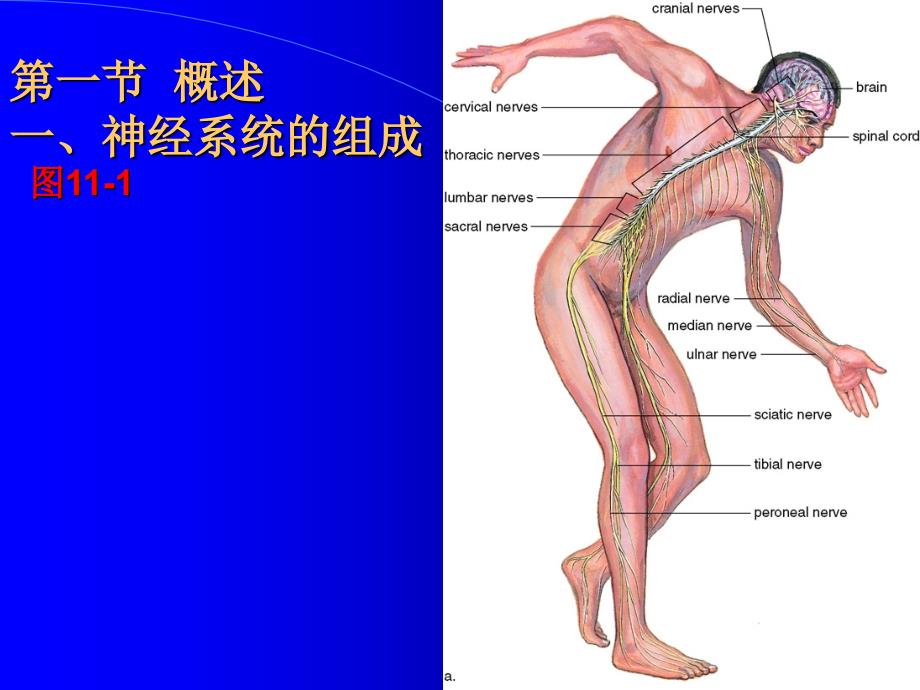 人体解剖8神经系统nervoussystem课件_第1页