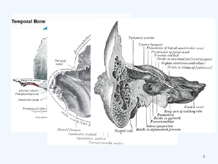 外耳中耳疾病本科课件_第1页