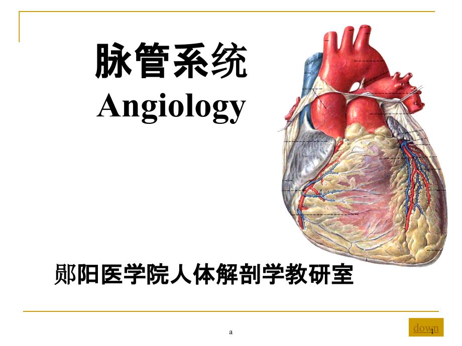 心血管系统解剖学课件_第1页