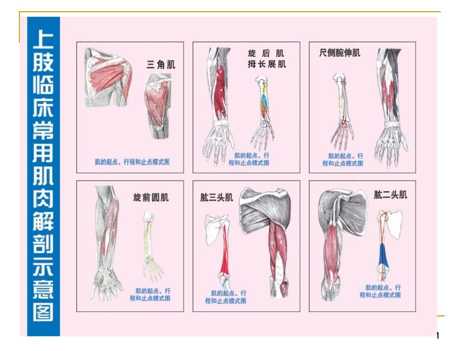 四肢临床常用解剖示意图课件_第1页