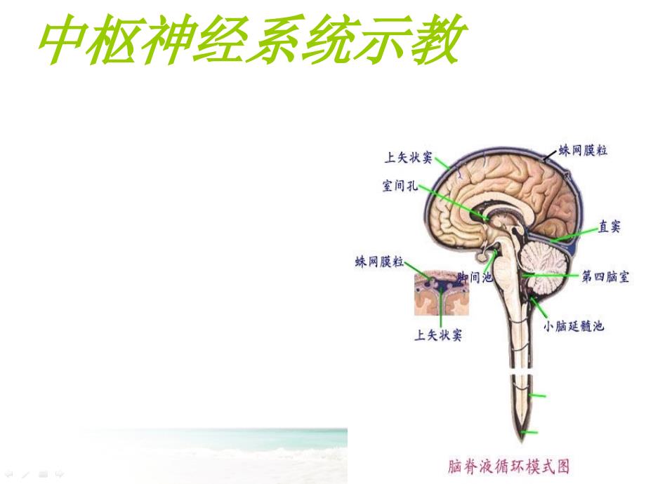 中枢神经系统影像诊断ppt课件_第1页