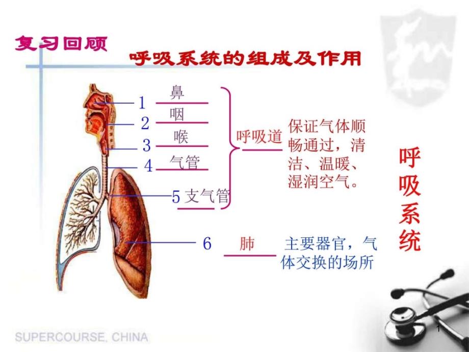 人体的呼吸发生在肺内的气体交课件_第1页