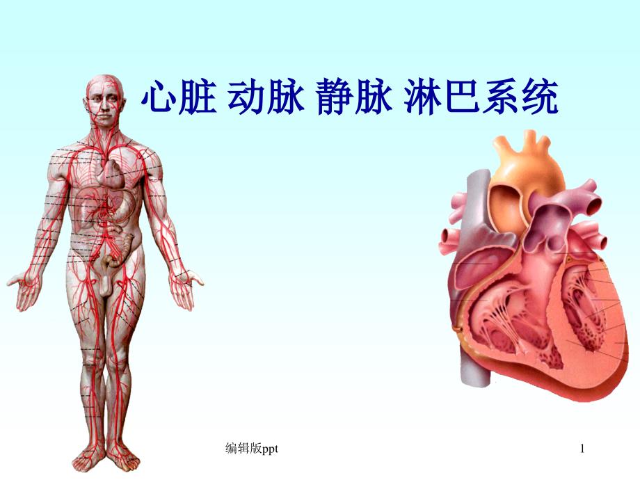 心脏动脉静脉淋巴课件_第1页