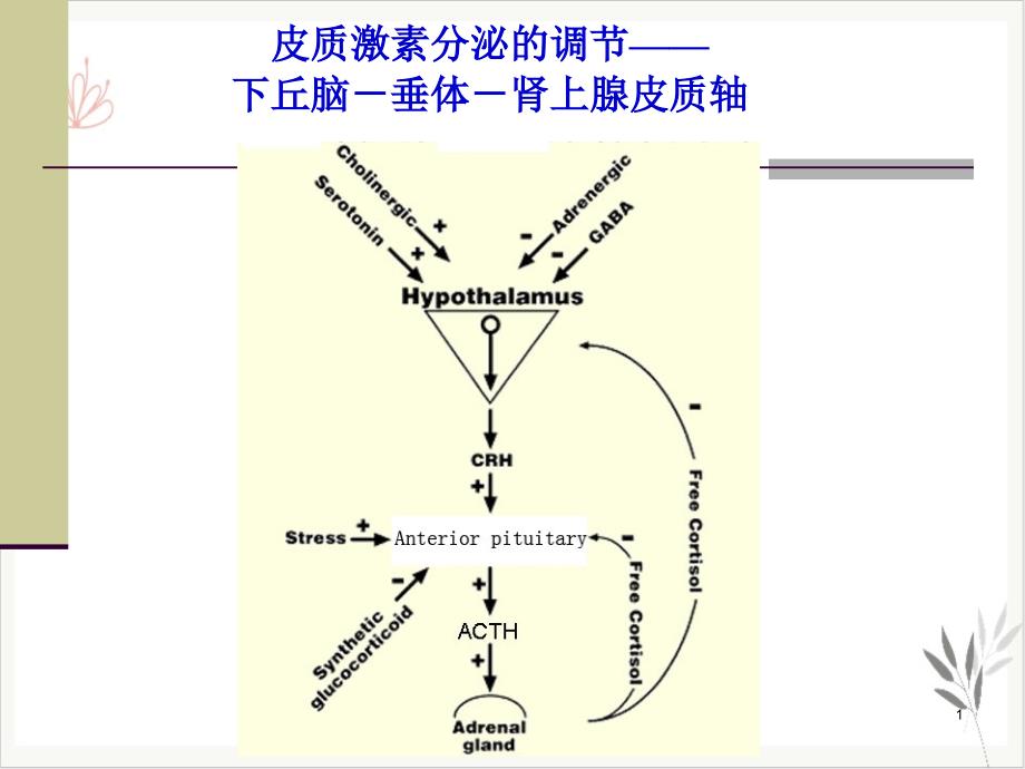 皮质激素药理学课件_第1页