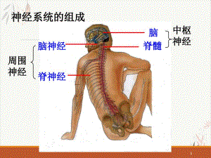 通過(guò)神經(jīng)系統(tǒng)的調(diào)節(jié)課件