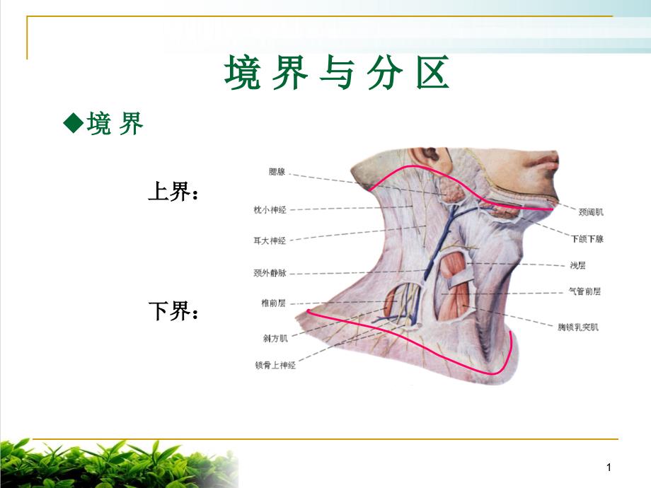 颈浅区颈动脉三角课件_第1页