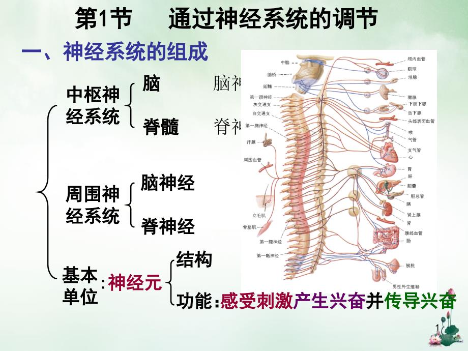 过神经系统的调节课件_第1页