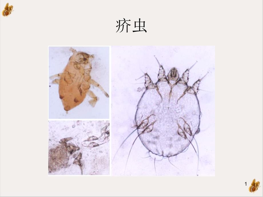 皮肤性病学动物性皮肤病课件_第1页