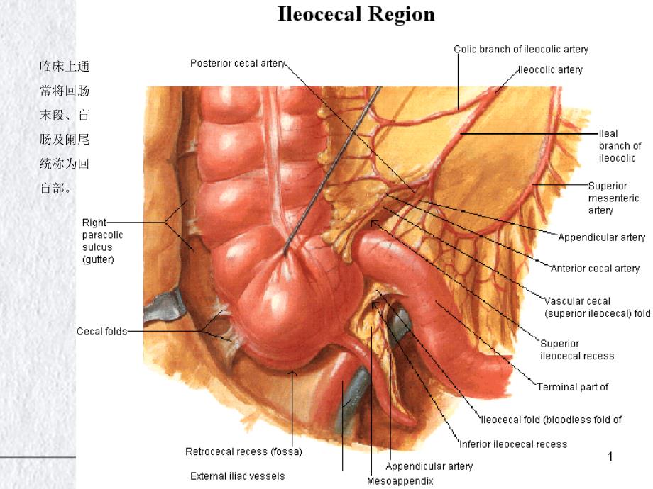 阑尾切除的临床解剖讲课ppt课件_第1页